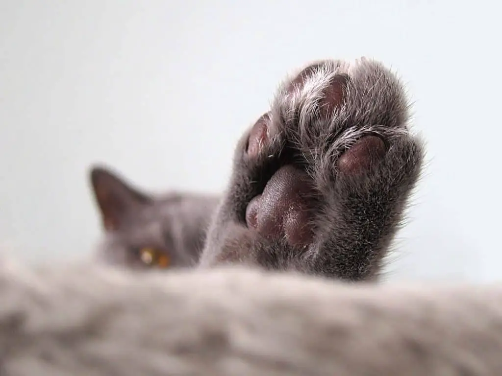 Close photo of a cat's paw