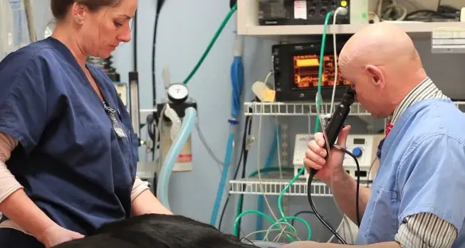 A veterinarian performing an endoscopy procedure to a dog