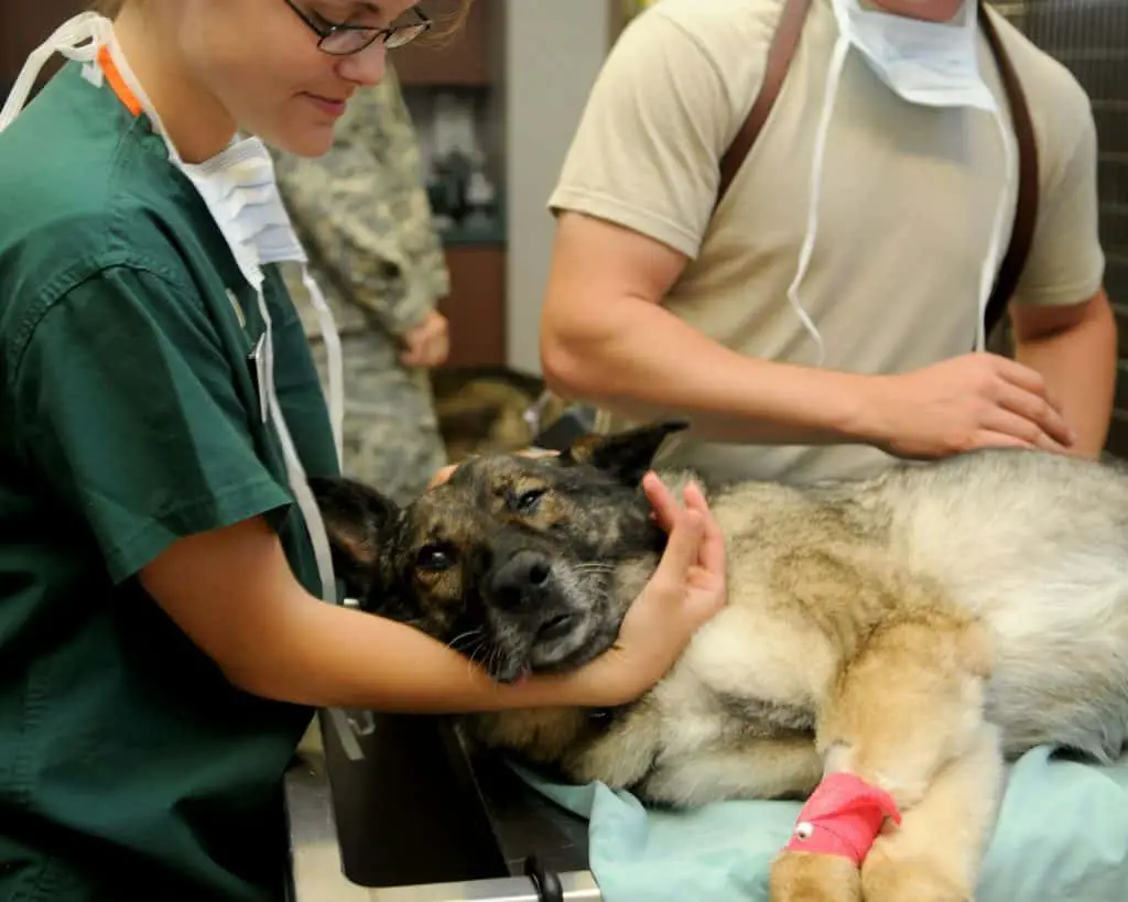 Routine check ups are essential for a dog's wellbeing
