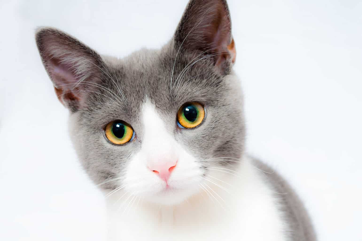 Grey and white cat against white background
