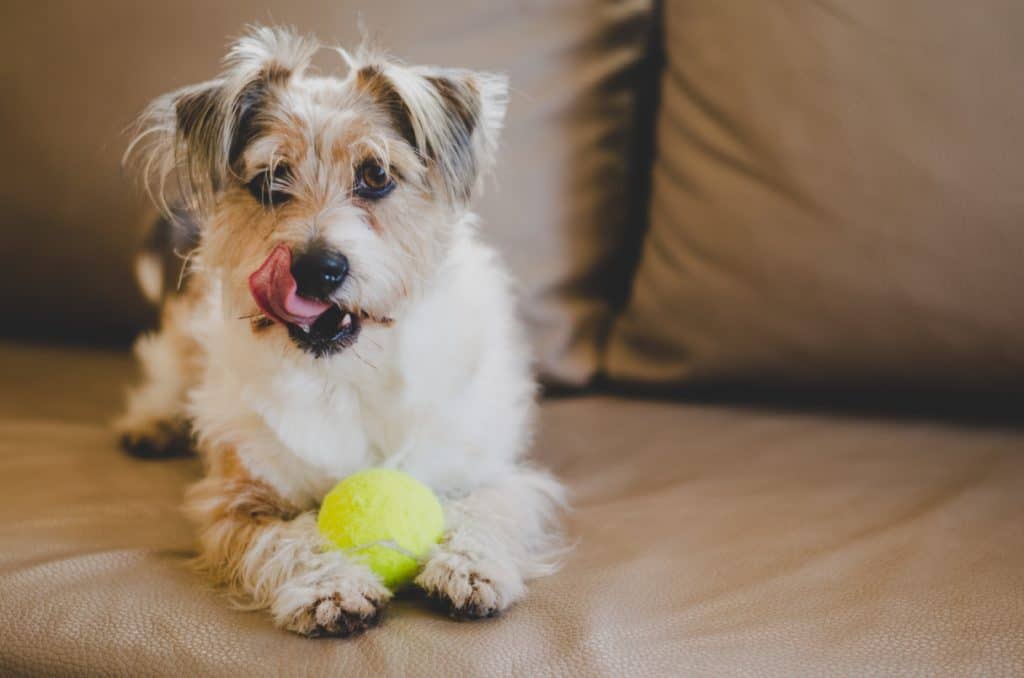 Dog sitting on a sofa holding a tennis ball