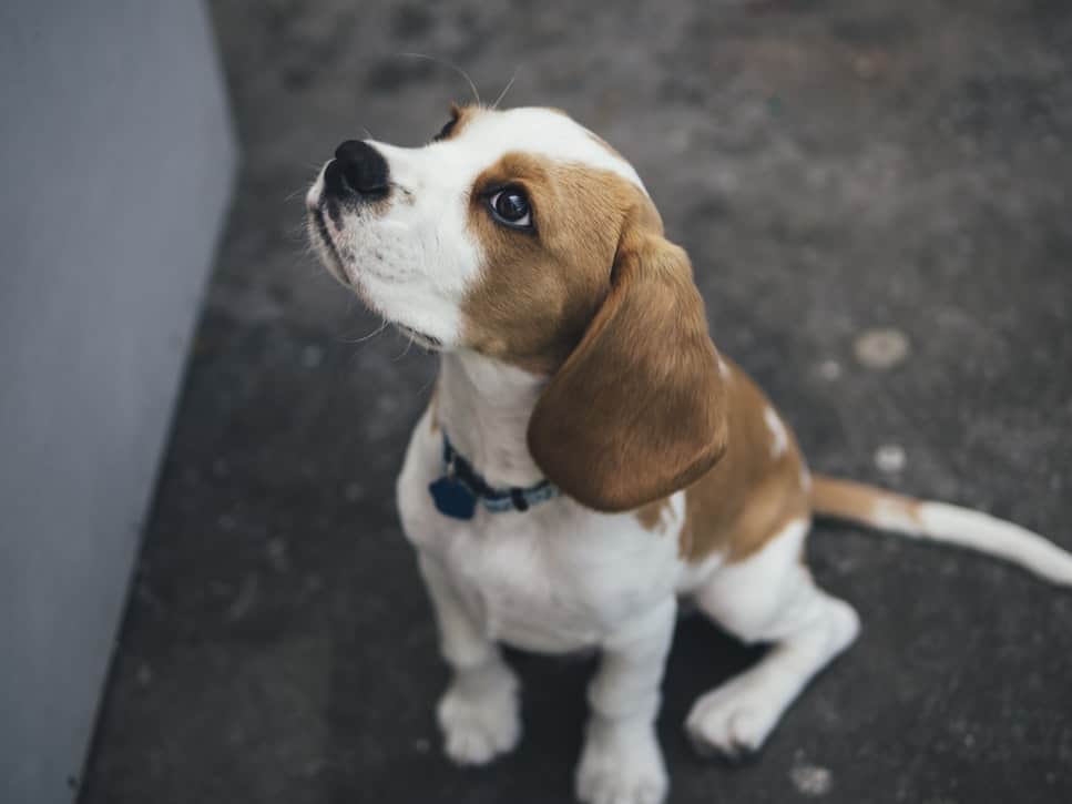 A beagle dog breed looking upwards