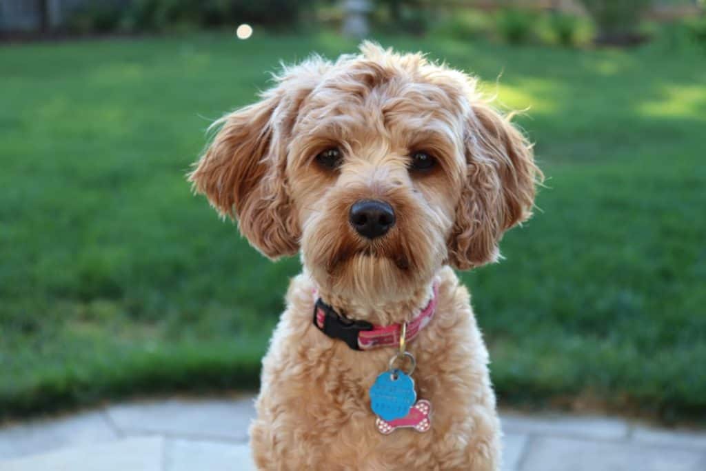 A toy poodle dog breed wearing a pink collar