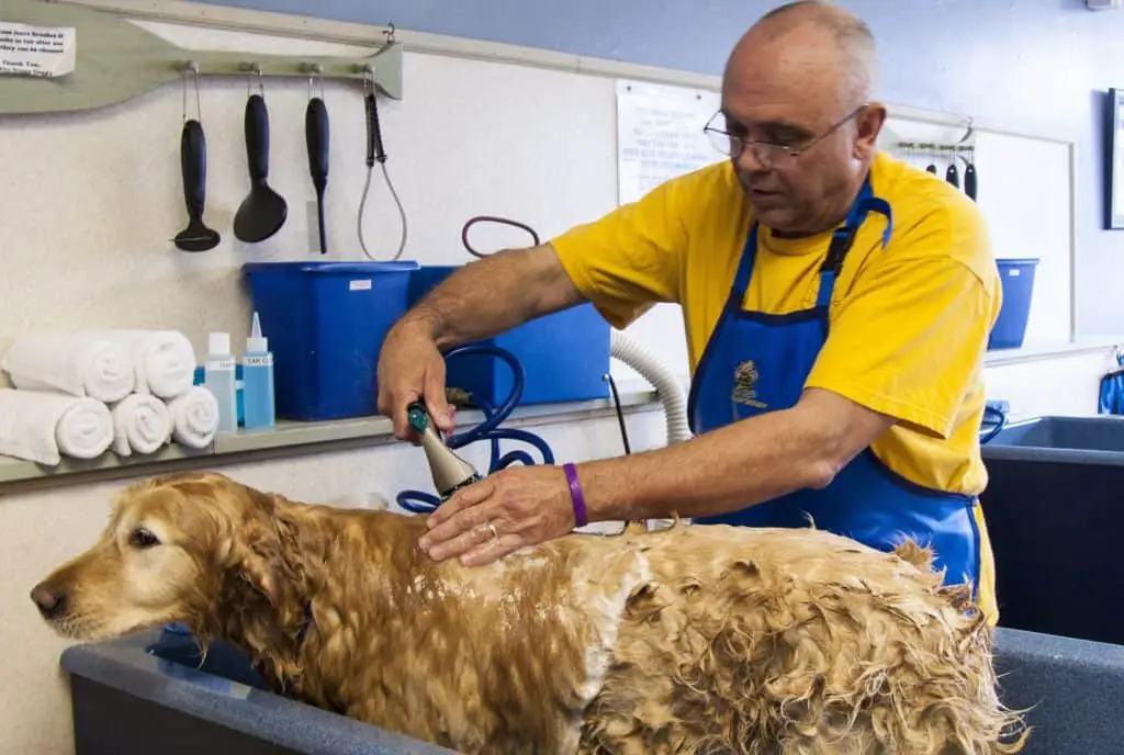 A dog being groomed in a pet grooming facility