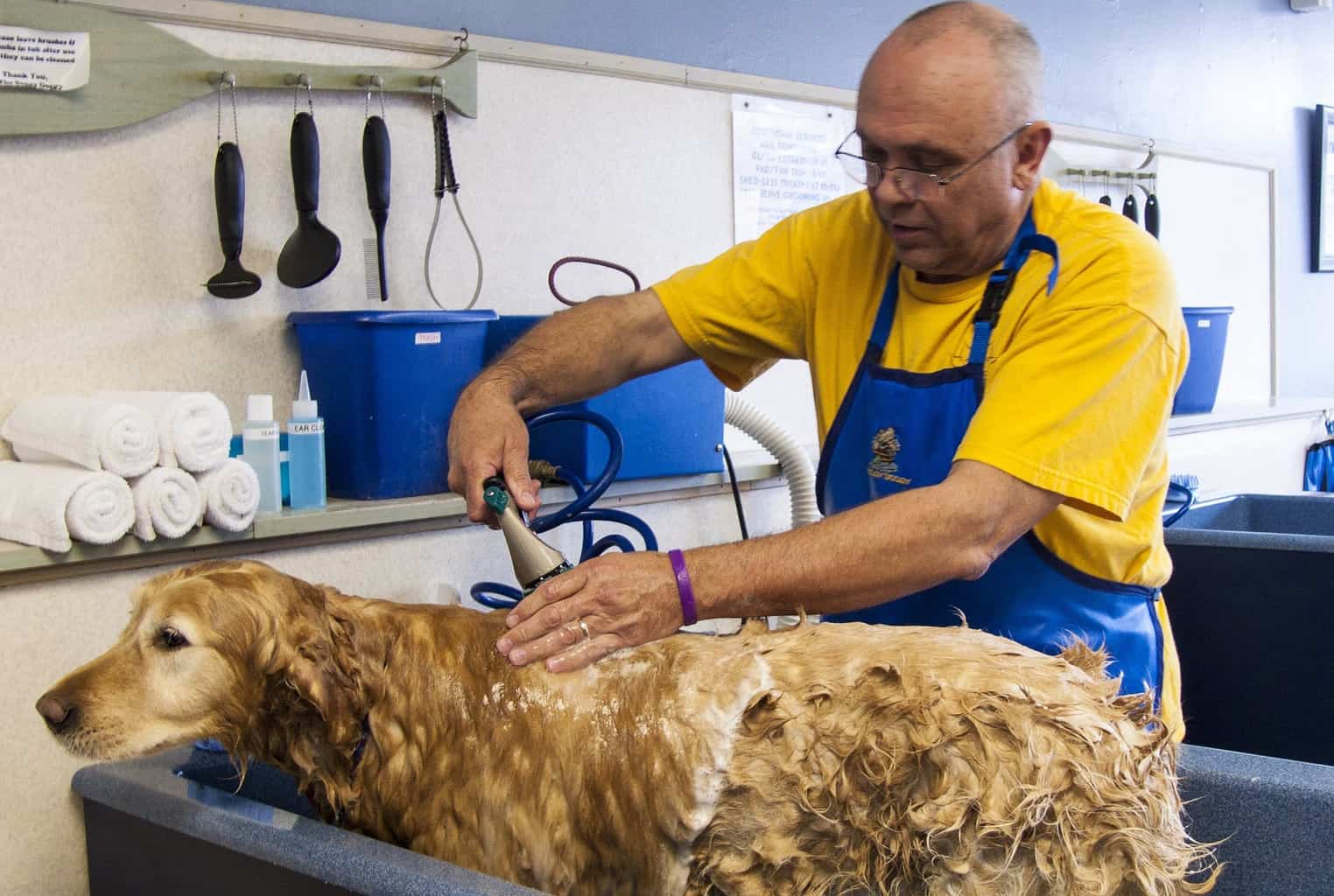 Top 5 Dog Grooming Facilities in Temecula CA CareAnimalHospital