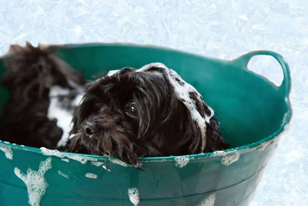 A dog inside a cleaning bucket with soap suds all over its body