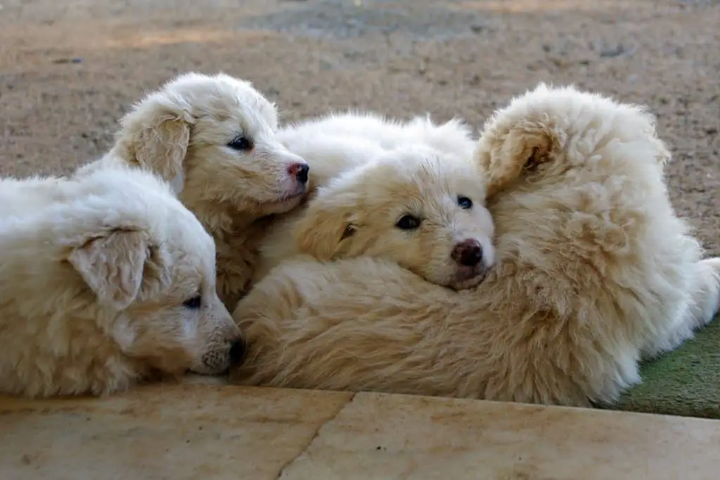 Dogs sleeping in a pile