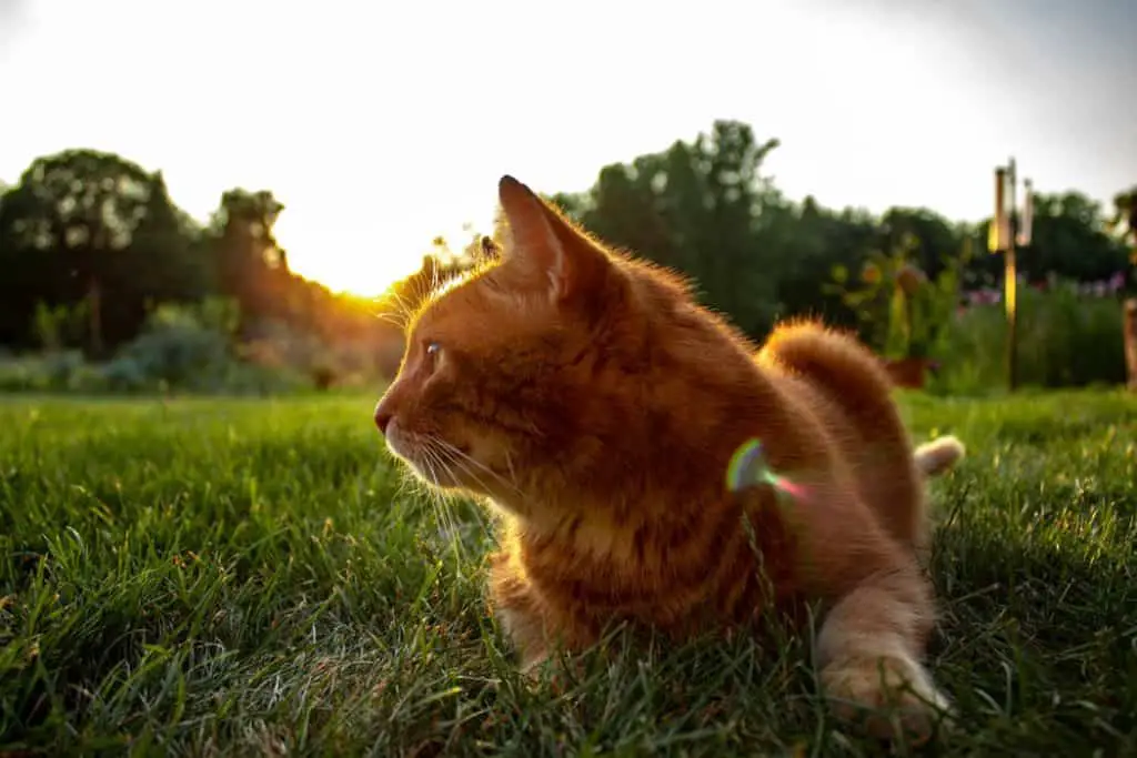 An orange cat lying on the grass