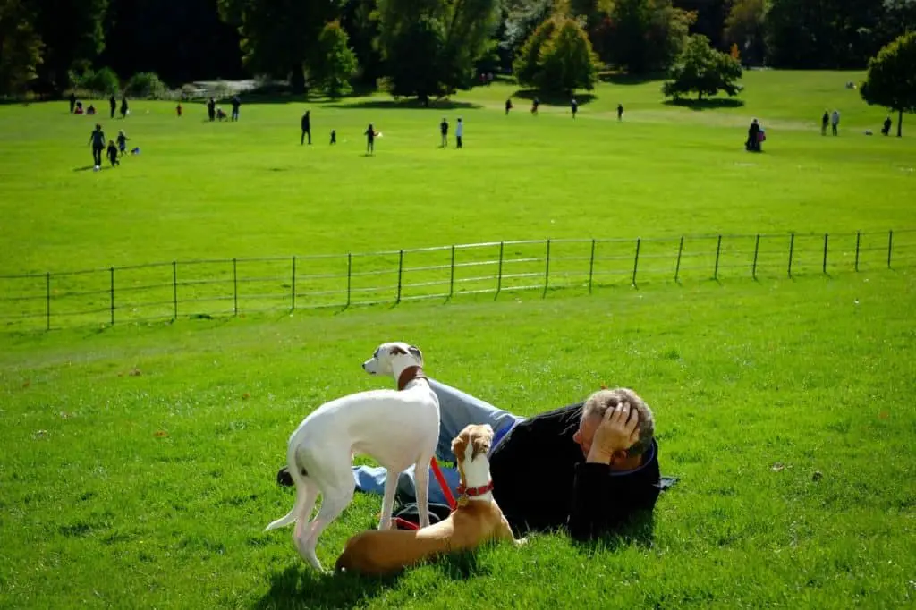 A man lying on grass beside two dogs in a park