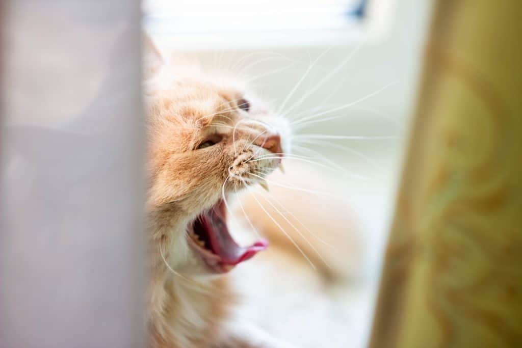 Cat yawning behind the curtains