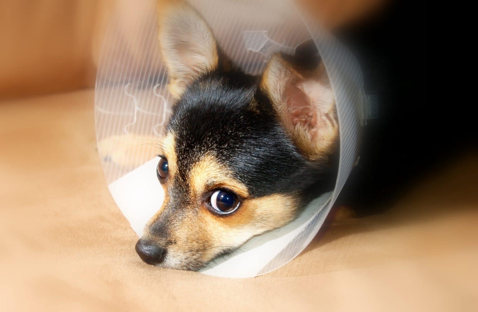 can-i-leave-my-dog-alone-after-surgery-careanimalhospital