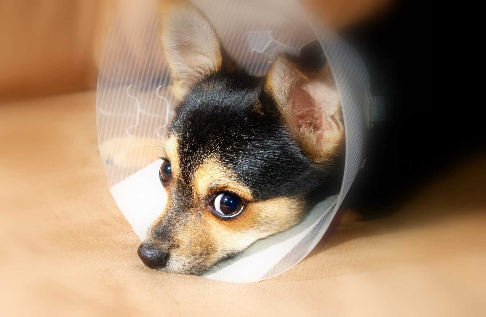 can i leave my dog home alone after spaying