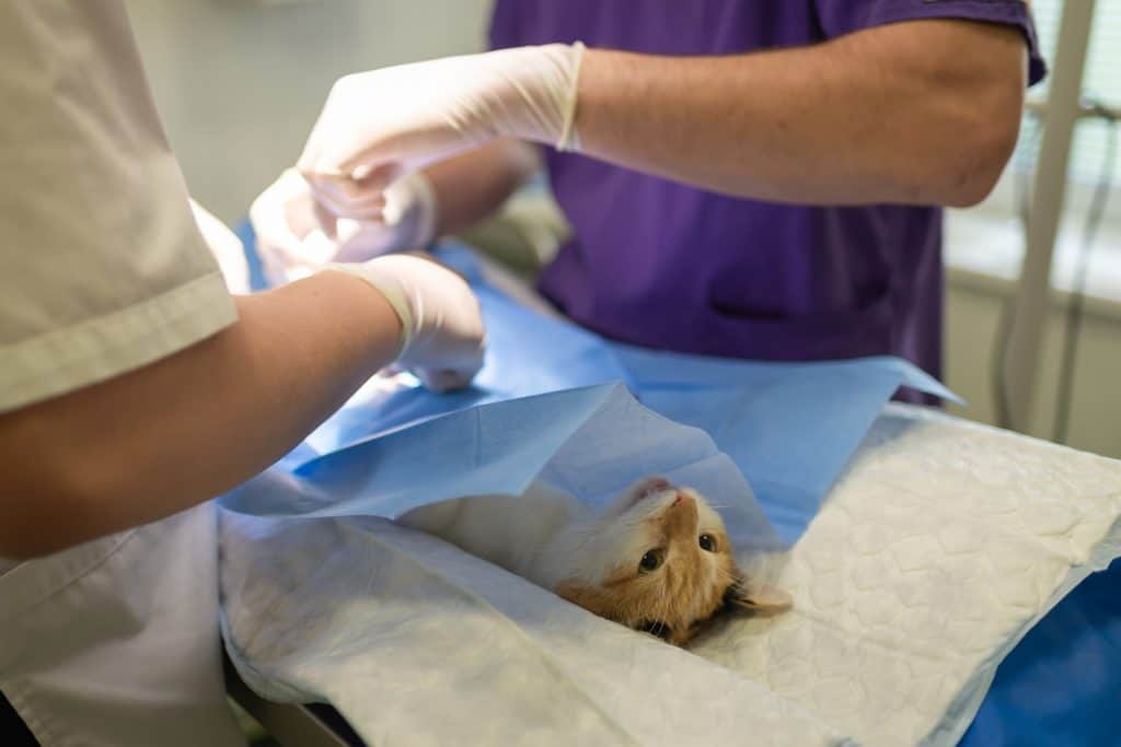 Two veterinarians performing surgery on a cat