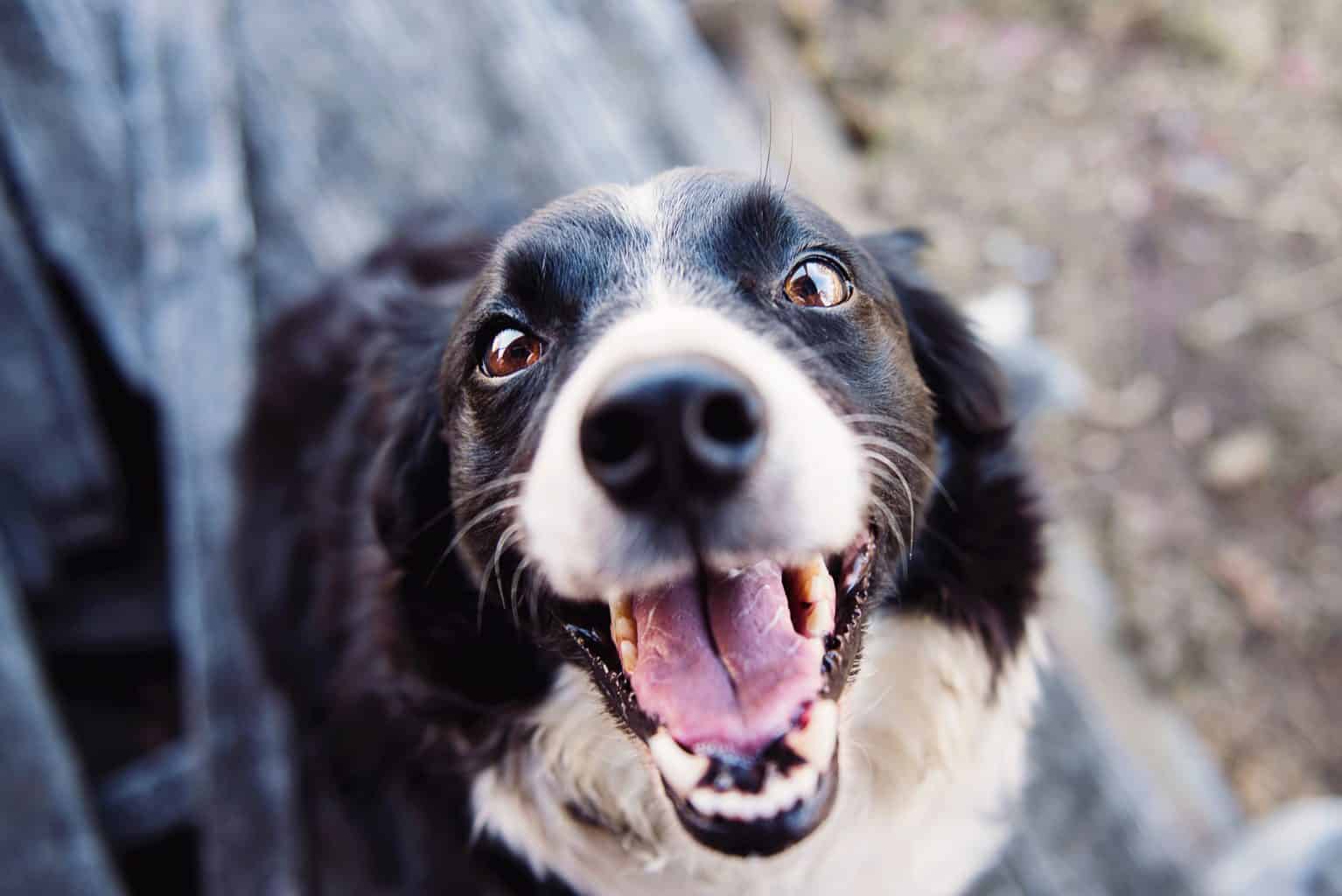 Excited looking dog