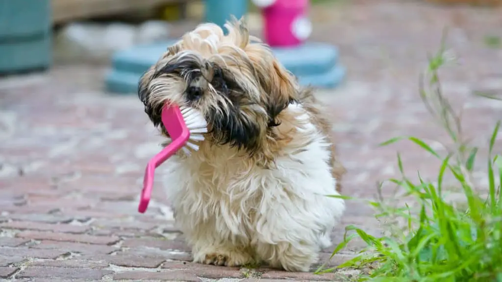 Puppy with a huge brush stuck on his teeth