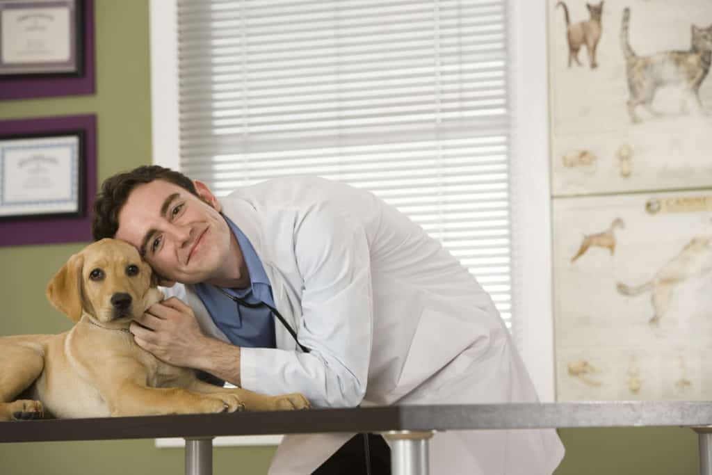 Veterinarian cuddling a dog on the table before placing him under anesthesia for dental cleaning