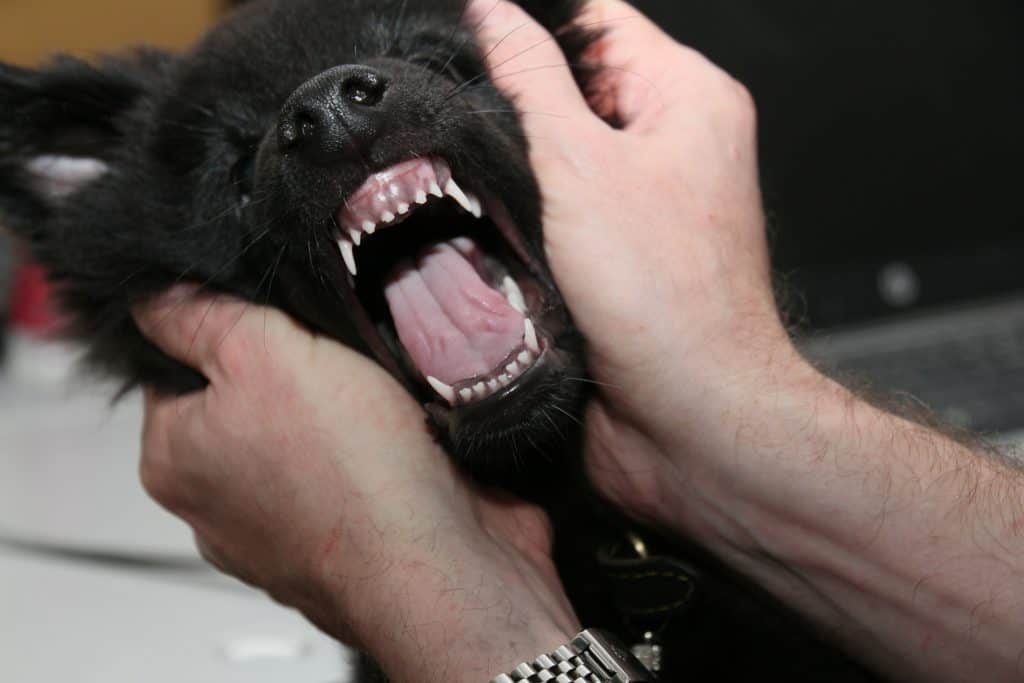 Person holding a puppy's face to show his full set of teeth