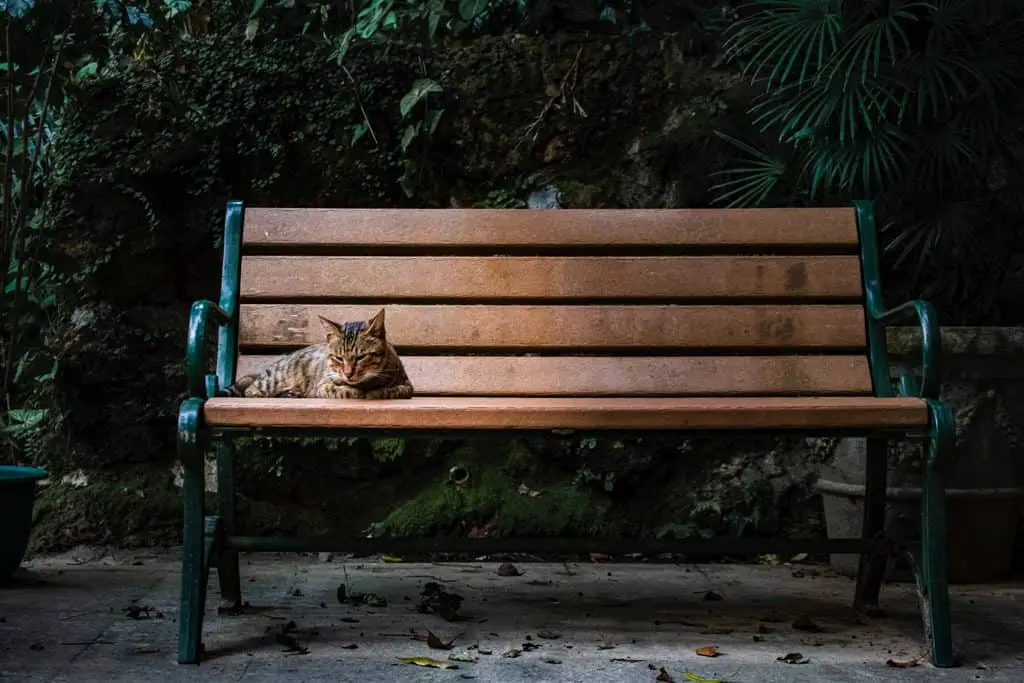 Cat sitting on an outdoor bench