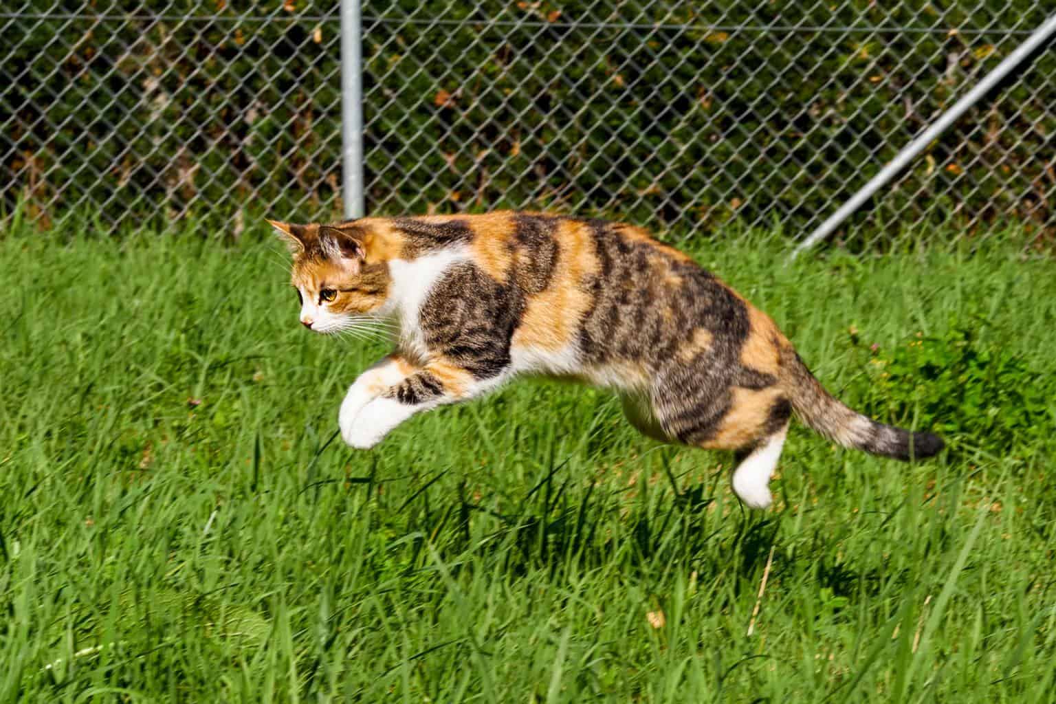 Cat jumping on grass during daytime