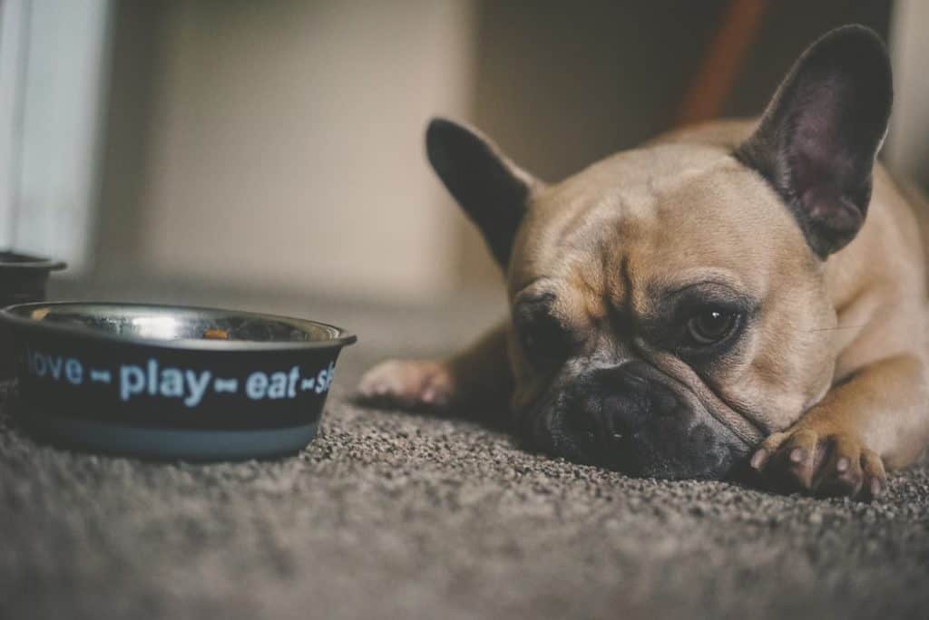 Dog beside food bowl