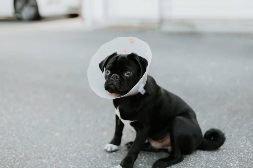 Dog wearing a cone