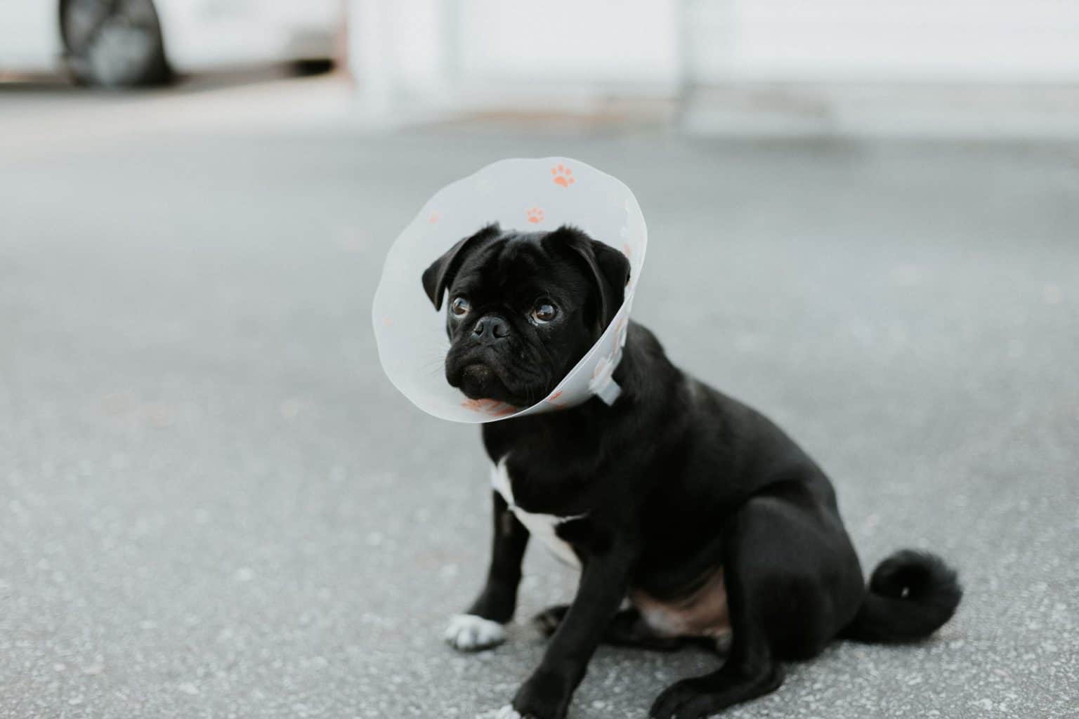 How Soon Can I Walk My Dog After Neutering? | Care Animal Hospital