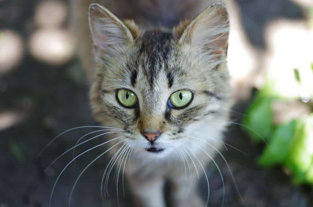 A gray tabby cat with green eyes