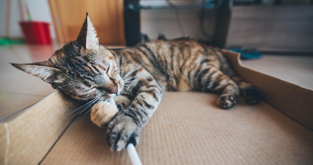 A cat lying on cardboard