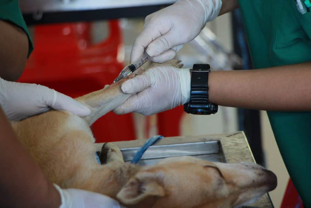 What Happens if a Dog Gets Vaccinated Twice? | Care Animal Hospital