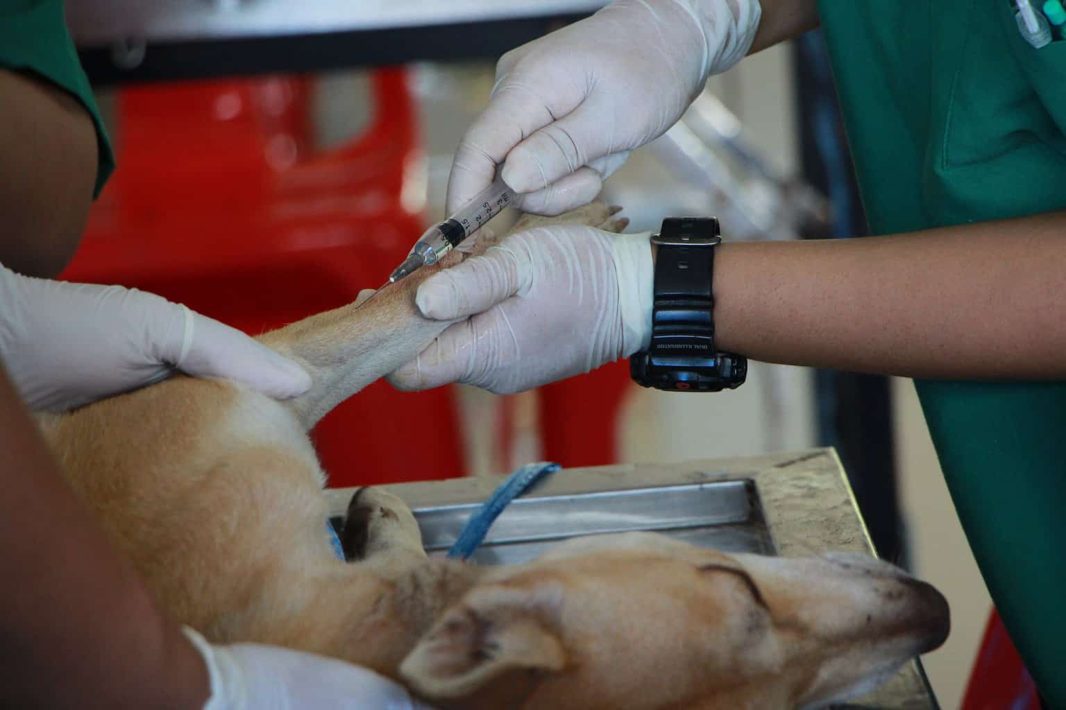 what-happens-if-a-dog-gets-vaccinated-twice-care-animal-hospital