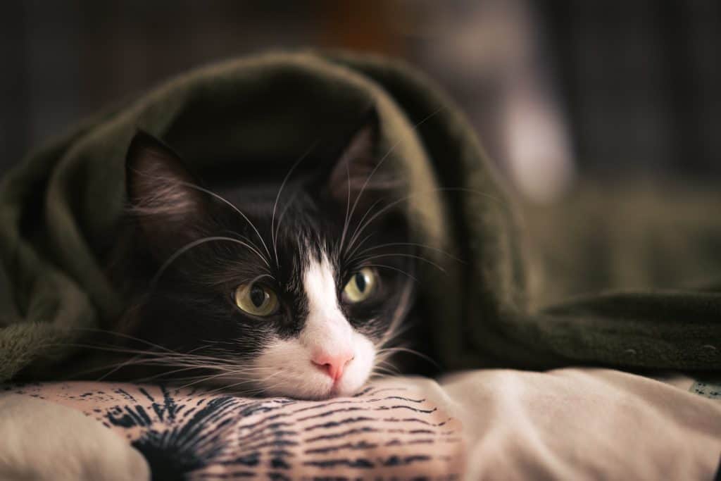 Cat lying under blanket