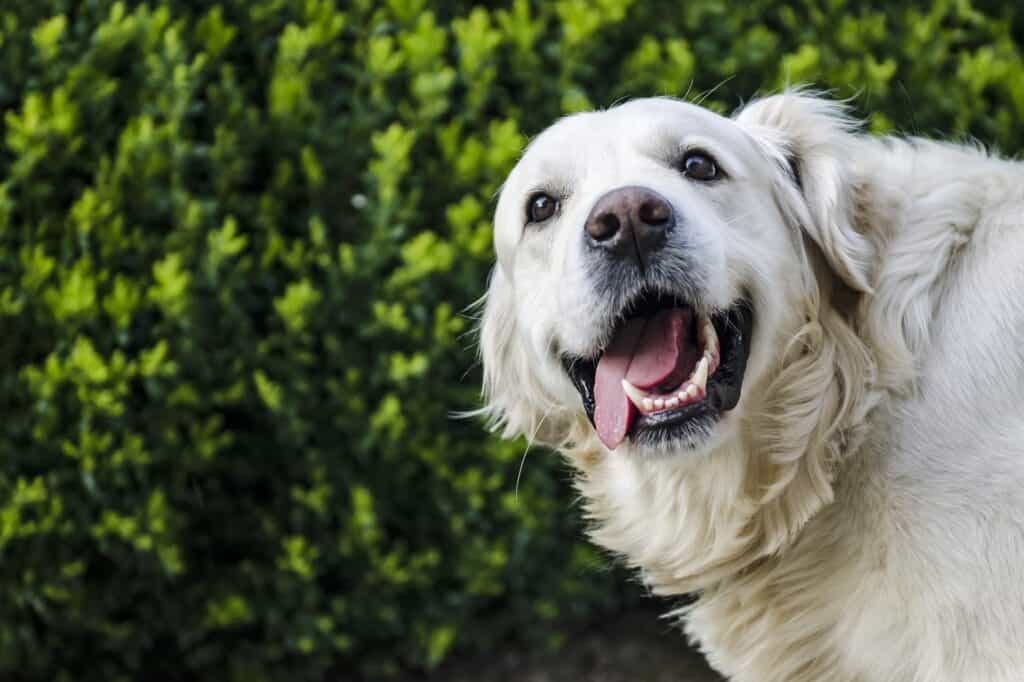 White dog with its mouth open and tongue out