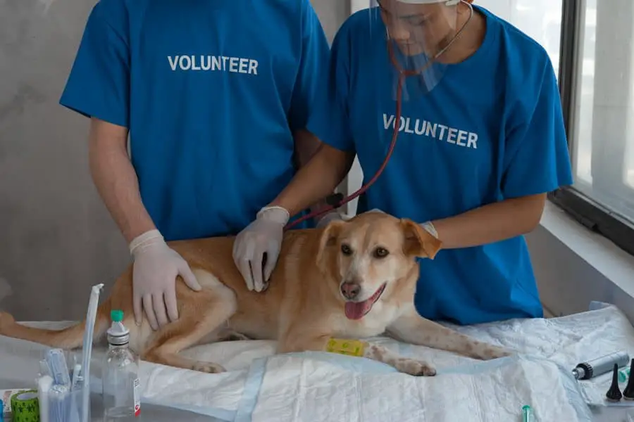 Dog being prepared by volunteers before being vaccinated