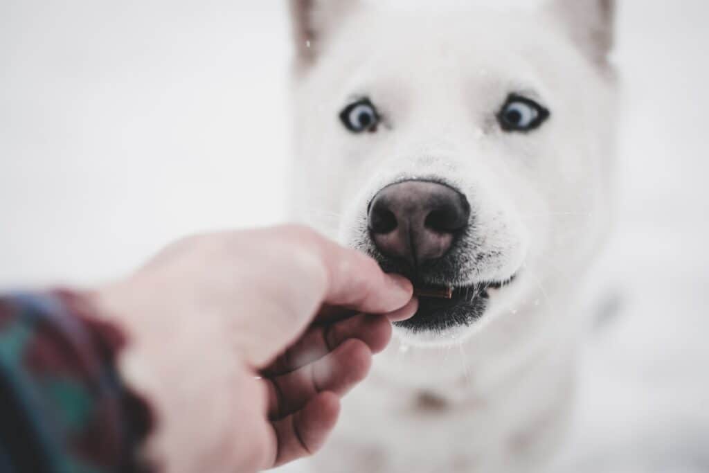 Dog being fed a piece of chocolate