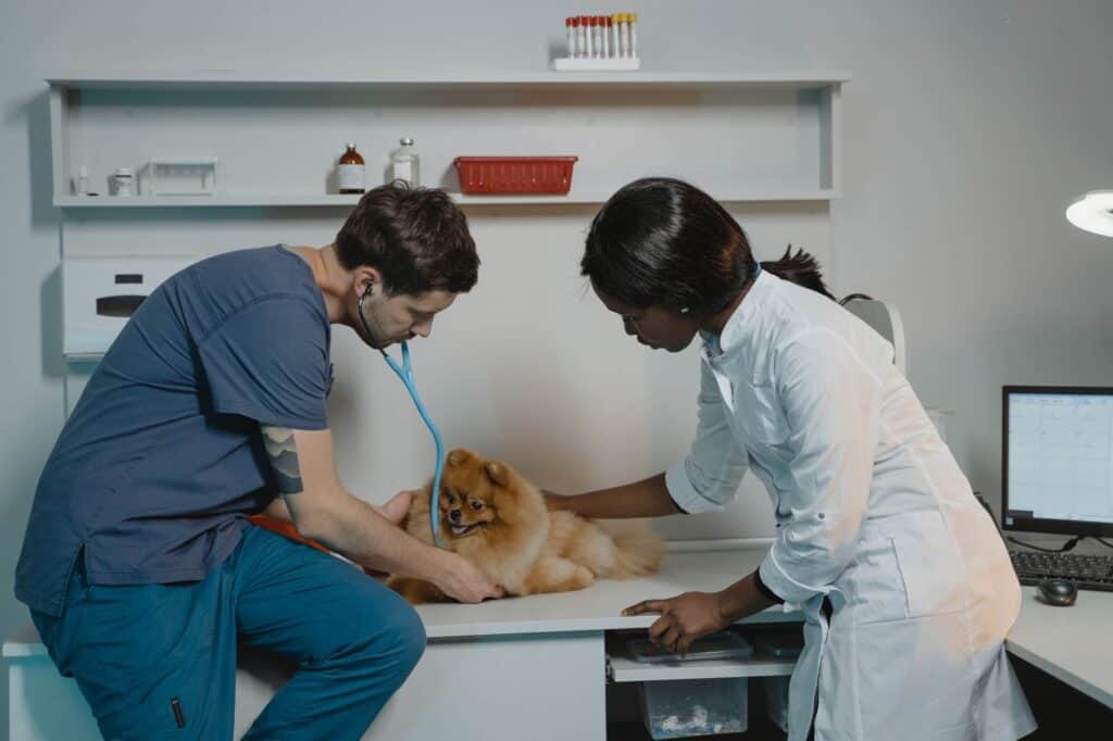 Two veterinarians examining a dog for check up