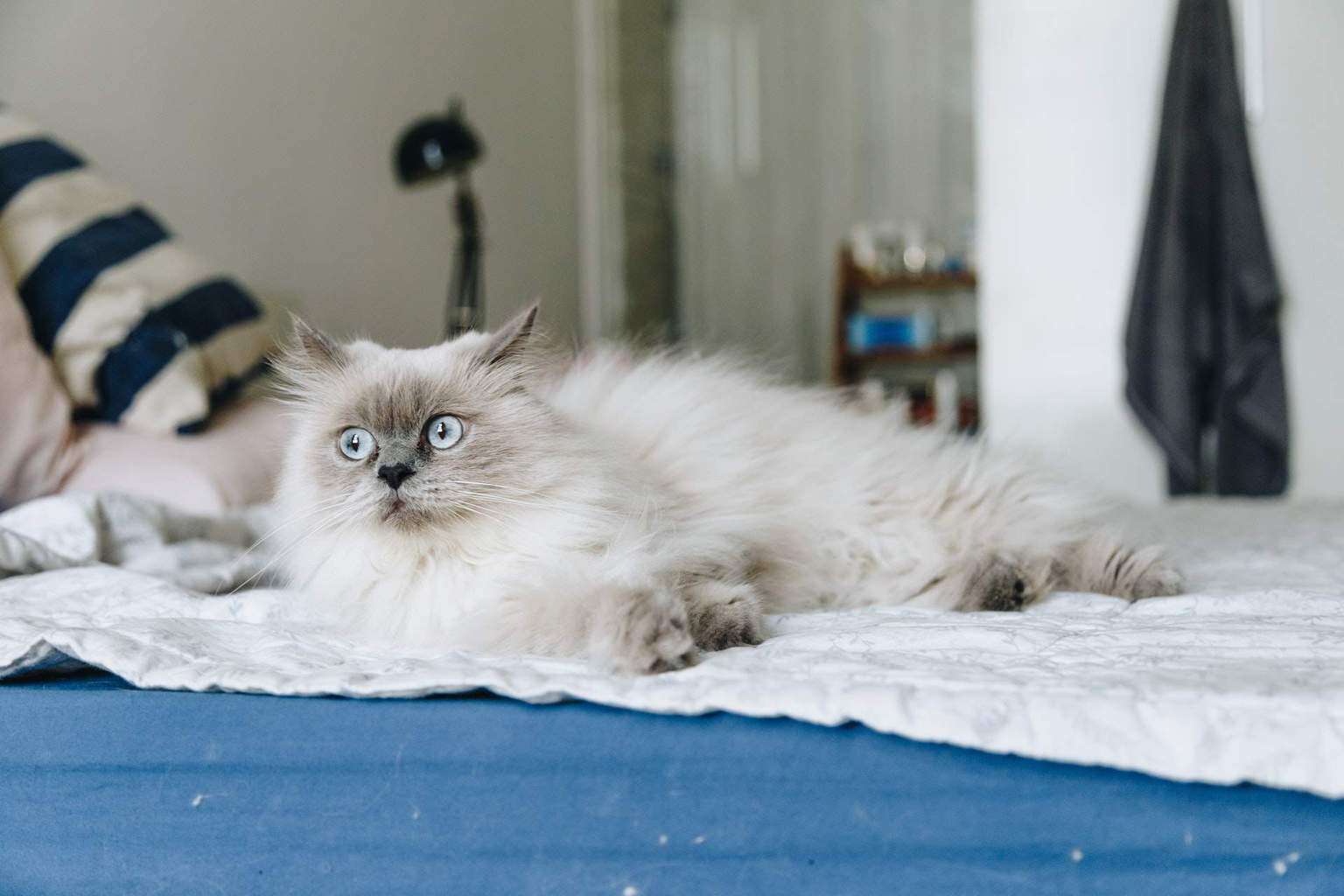 Gray and white cat lying on a bed
