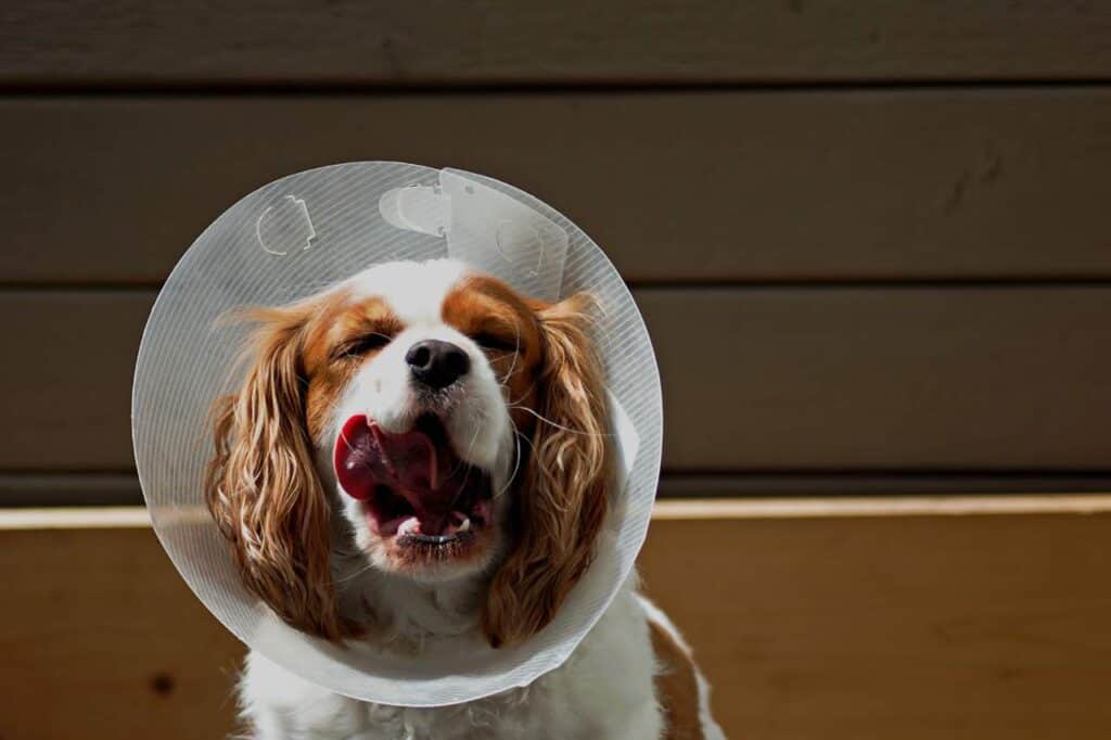 A long-haired dog wearing a cone