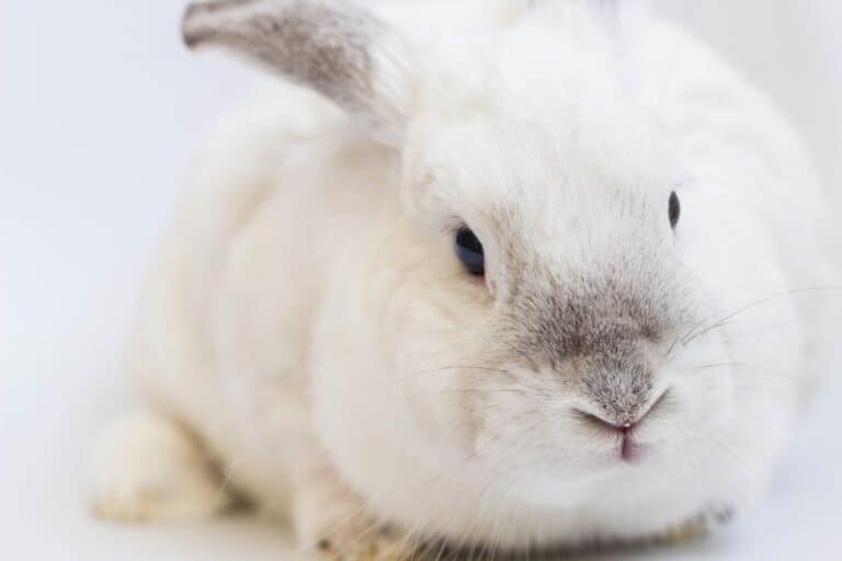 How Much Is a Vet Visit for a Rabbit? Care Animal Hospital