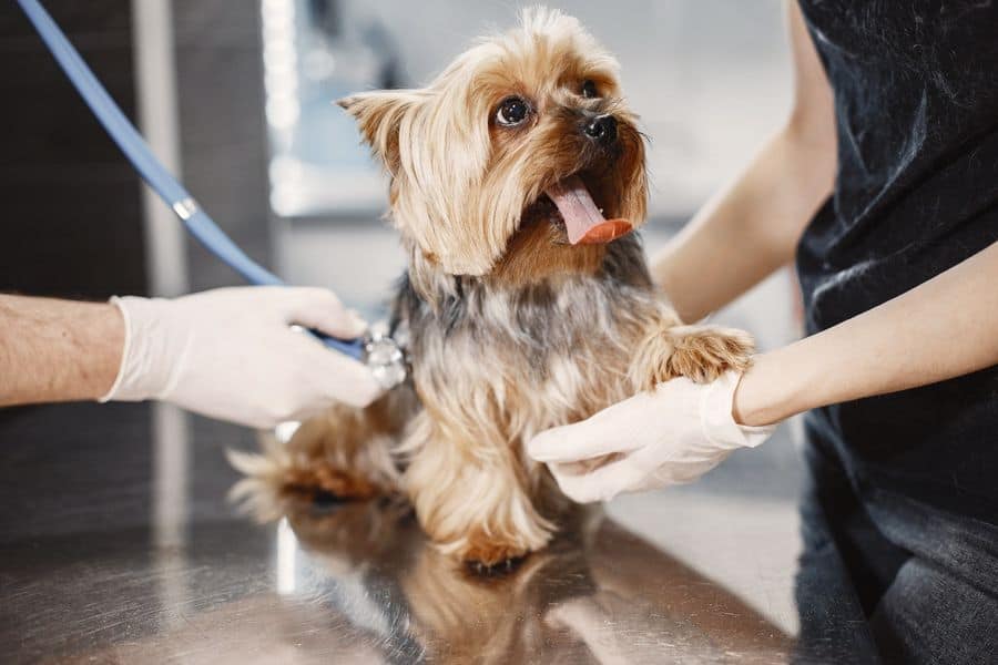Puppy being examined by veterinarians