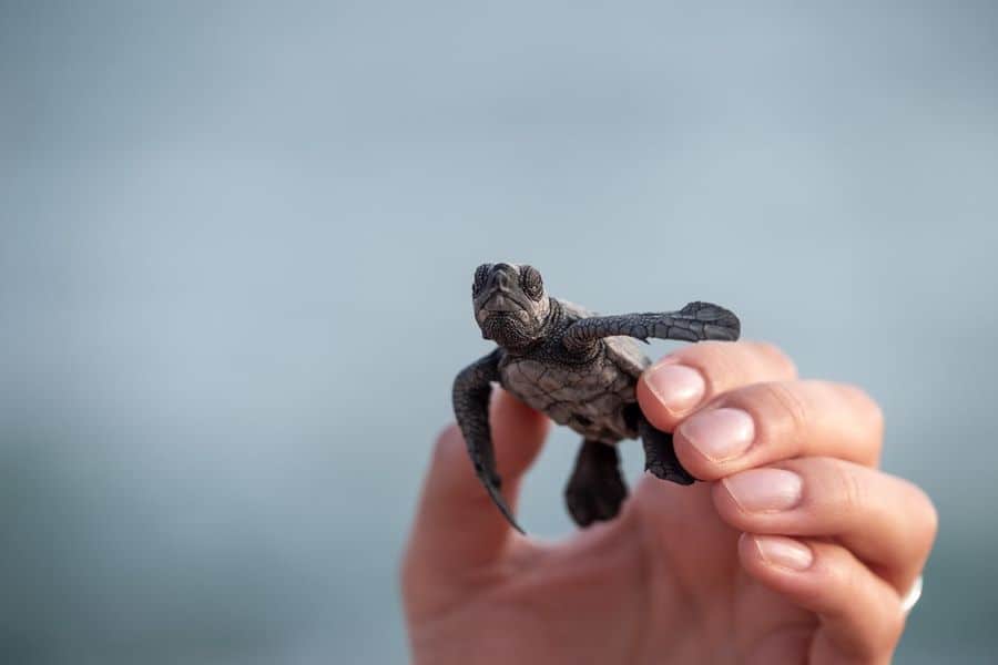 Hand holding a turtle