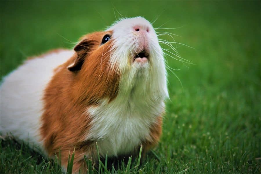 Guinea pig about to sneeze
