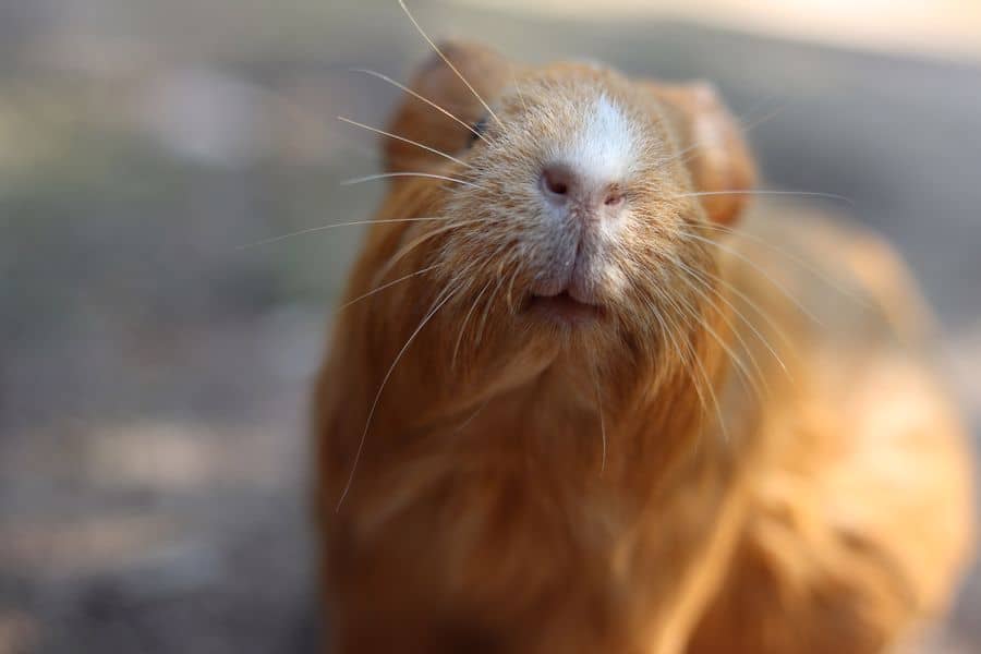 Close up of a guinea pig's nose