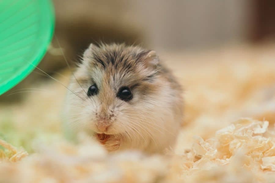 Hamster inside his cage
