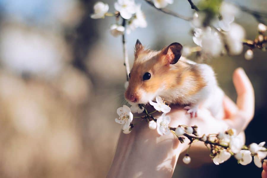 Hand holding hamster near a flower branch