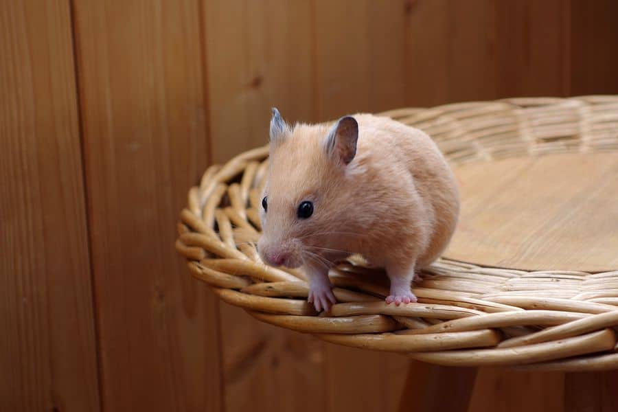 Hamster standing near the edge of a wooden chair