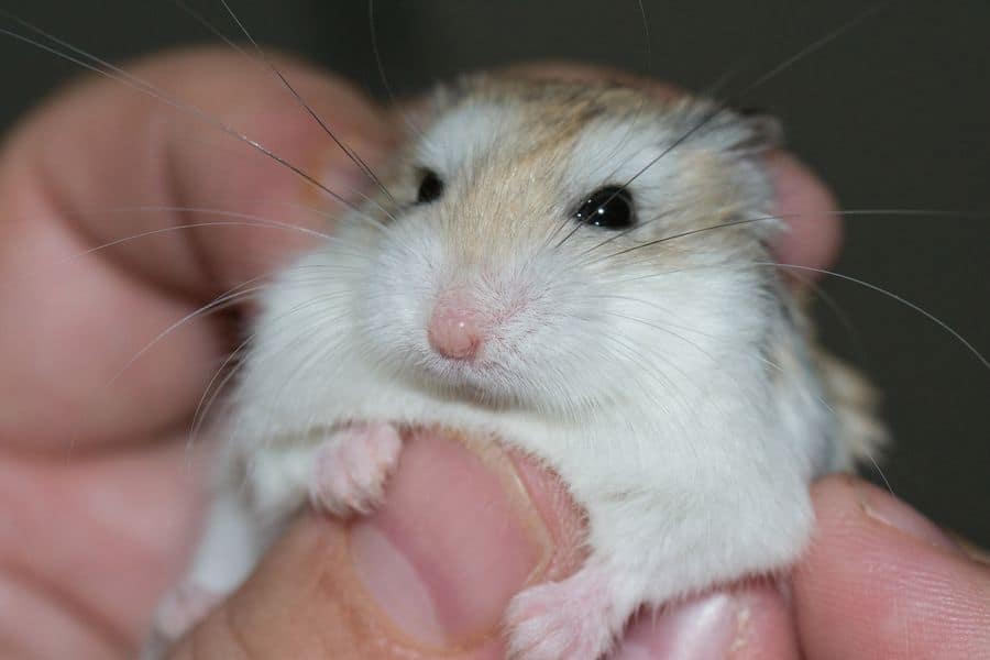 Hand stroking a shaking hamster