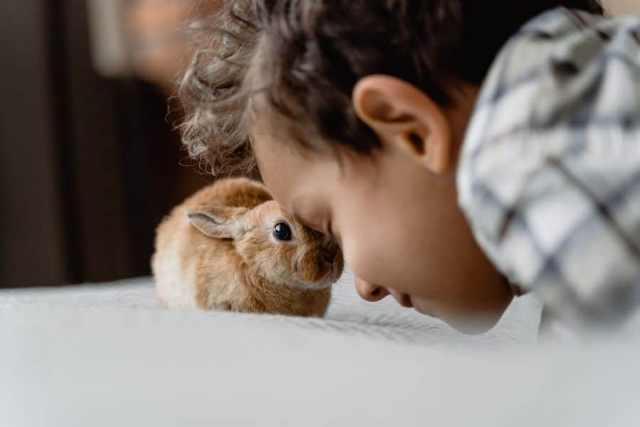 Little boy pressing his forehead next to his rabbit