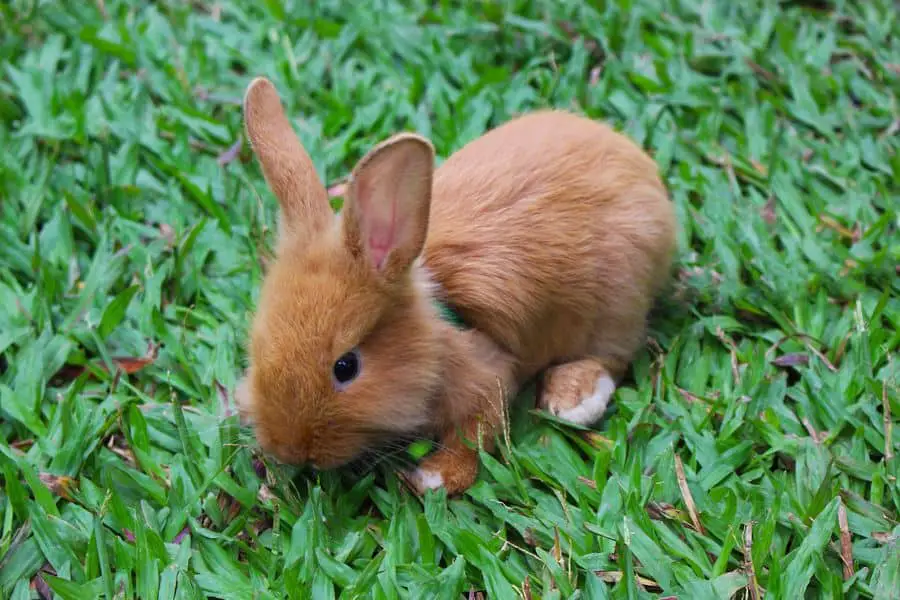 Baby rabbit sitting on the grass