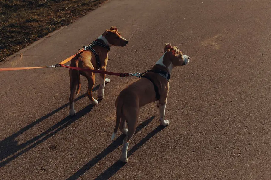 Two dogs wearing a leash out for a walk