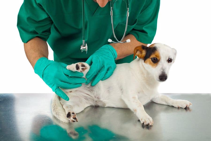 Veterinarian checking dogs from fleas